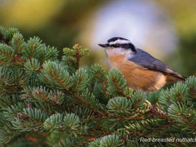 Birds of a&nbsp;Feather